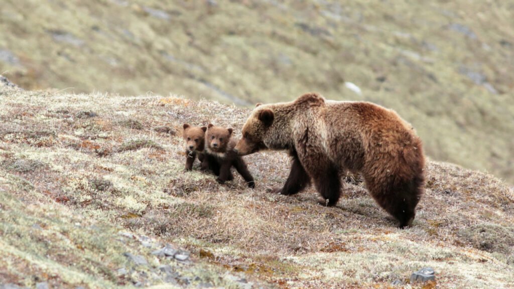 Famille de Grizzlis au Canada